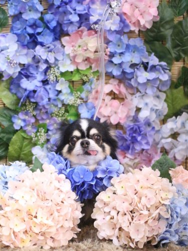 20250621ごまくん